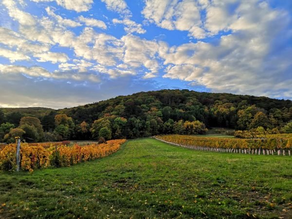 Wienerwald in Thermeregion, Austria