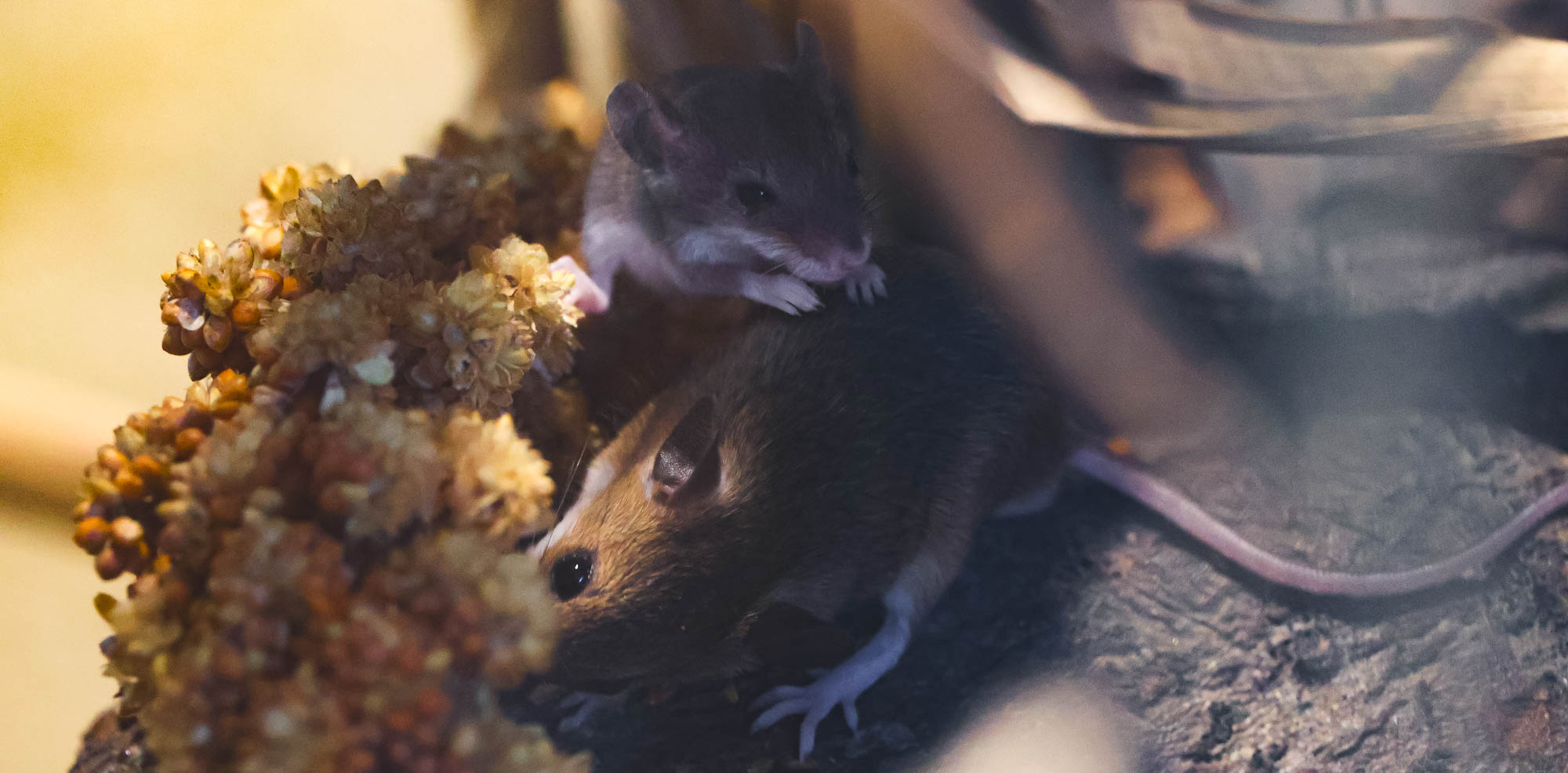 African Pygmy Mouse and her baby in Schönbrunn Zoo, Vienna