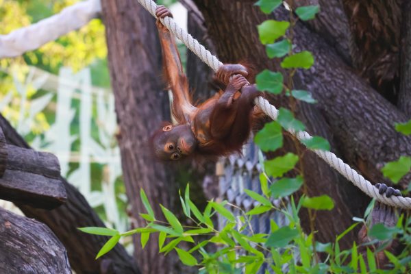 Baby Orangutan in Schönbrunn Zoo in Hietzing, Vienna