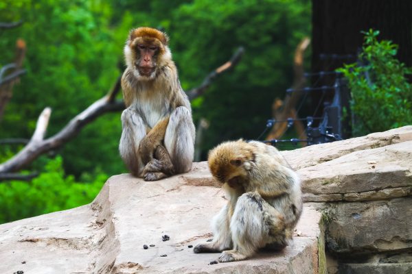 Barbary Macaques in Schönbrunn Zoo, Vienna