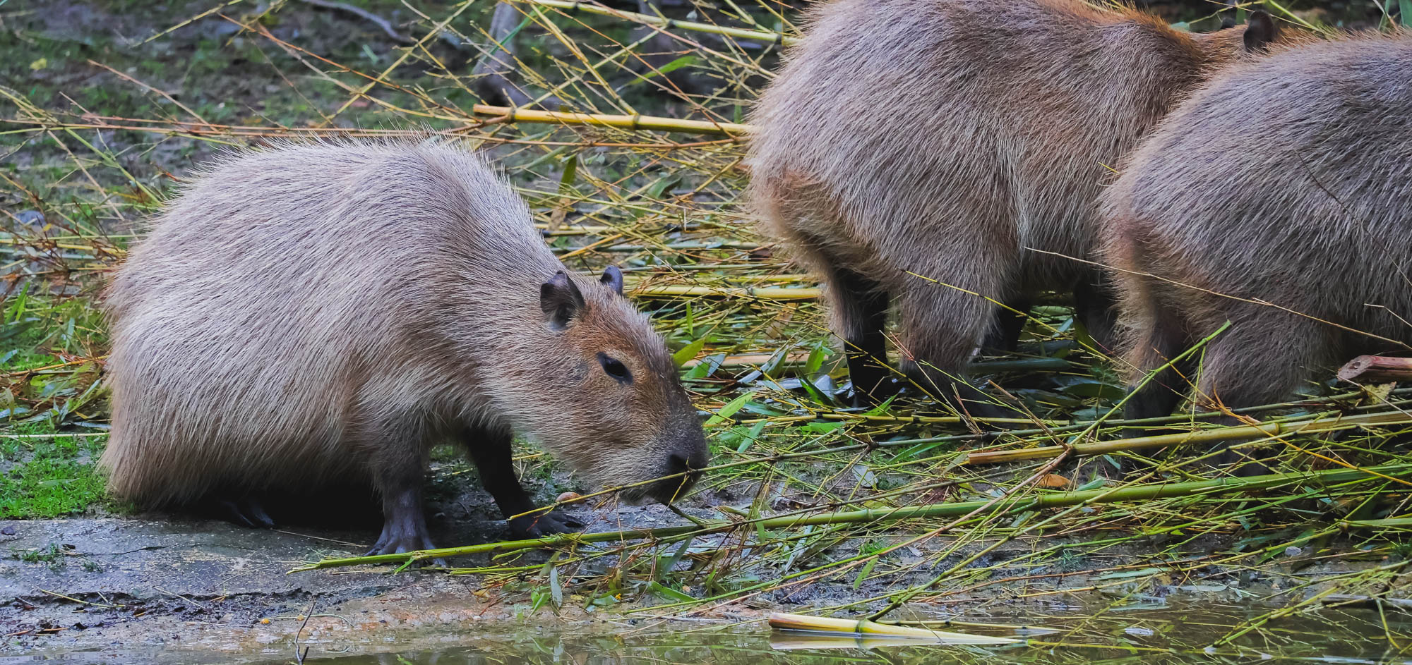 Capybaras in Schönbrunn Zoo, Vienna