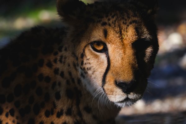 Cheetah close-up photo in Schönbrunn Zoo, Vienna 5