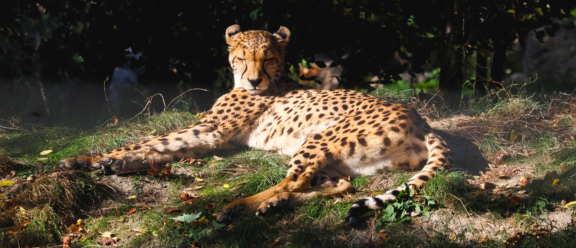 Cheetah close-up photo in Schönbrunn Zoo, Vienna 2
