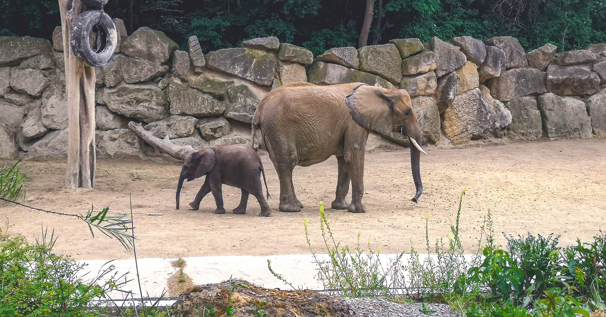 Kibali and her mother, Numbi in Schönbrunn Zoo, Vienna