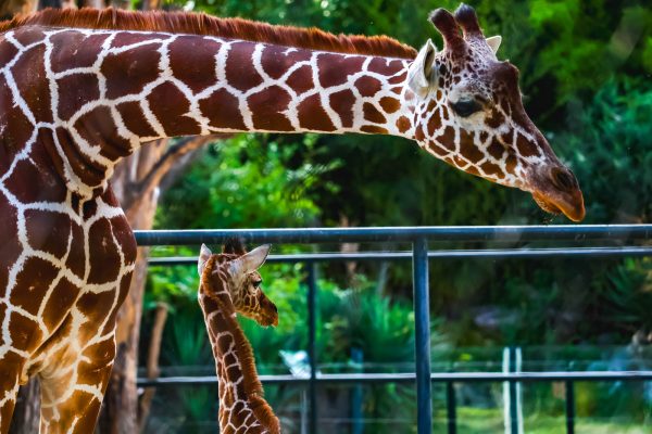 A giraffe with a baby in Schönbrunn Zoo, Vienna