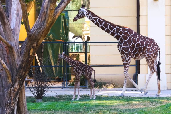 A giraffe with a baby in Schönbrunn Zoo, Vienna 2