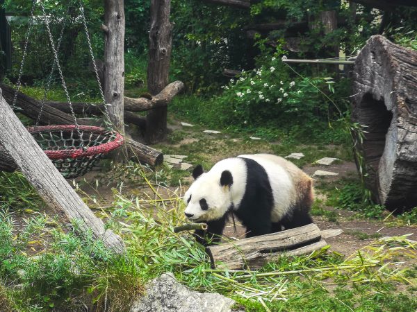 Great Panda in Schönbrunn Zoo, Vienna 2