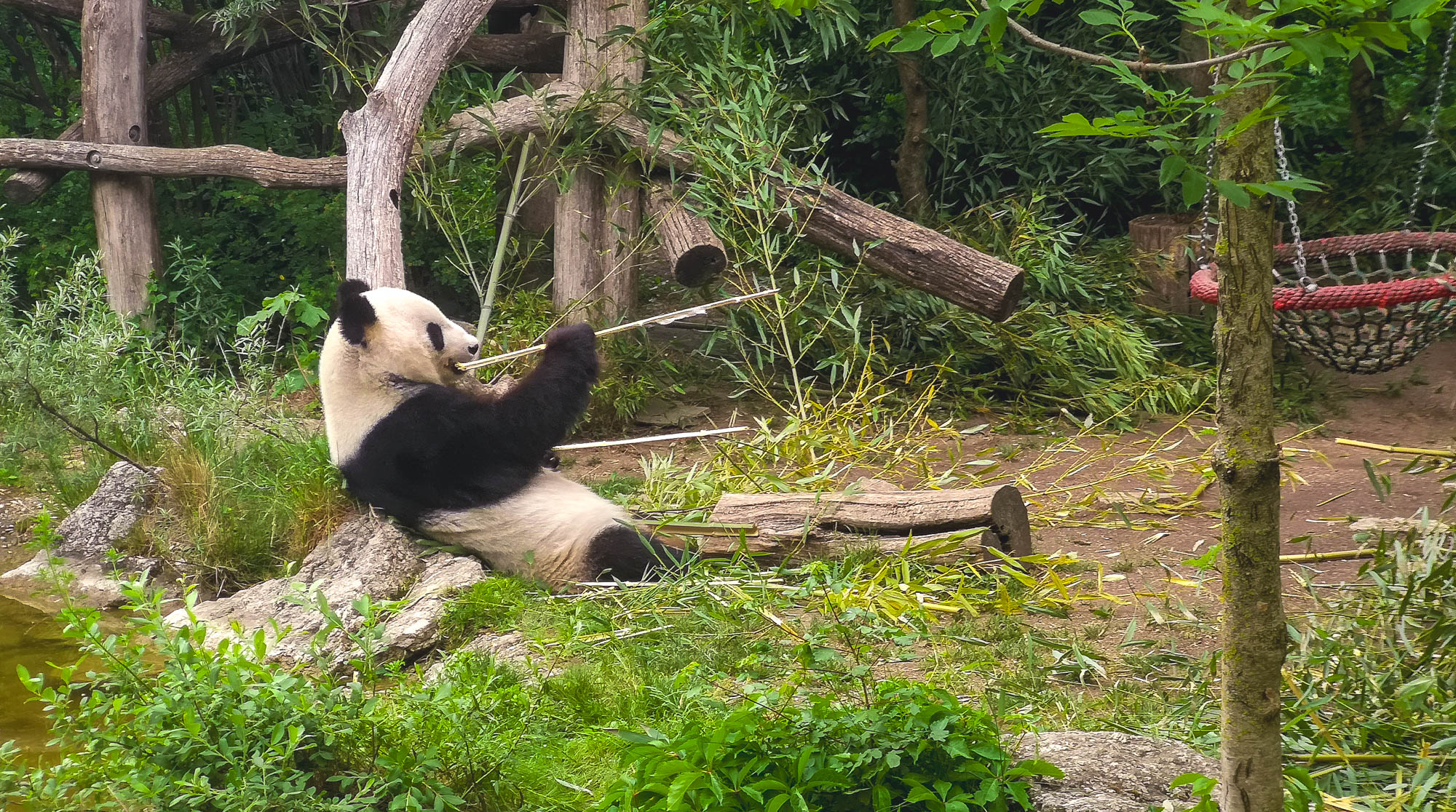 Great Panda eating bamboo in Schönbrunn Zoo, Vienna
