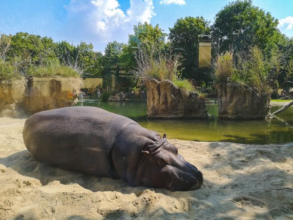 Sleeping Hippo in Schönbrunn Zoo, Vienna