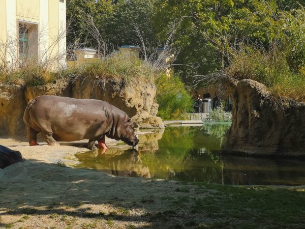 Hippo in Schönbrunn Zoo, Vienna