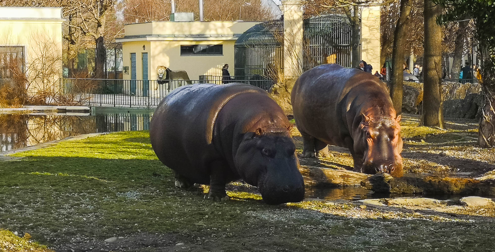 Hippos in Schönbrunn Zoo, Vienna