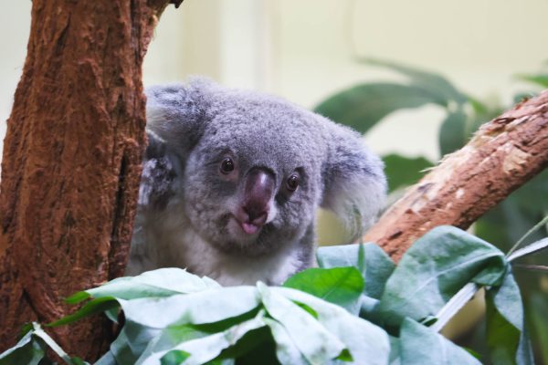 Koala close-up photo in Schönbrunn Zoo, Vienna