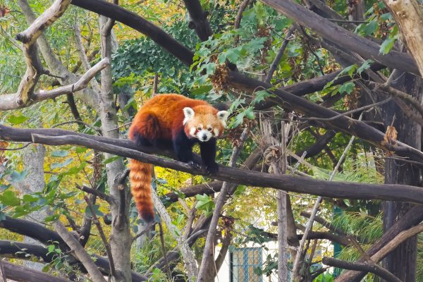 Red panda in Schönbrunn Zoo, Vienna