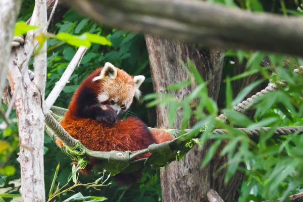 Red Panda cleaning itself in Schönbrunn Zoo in Hietzing, Vienna