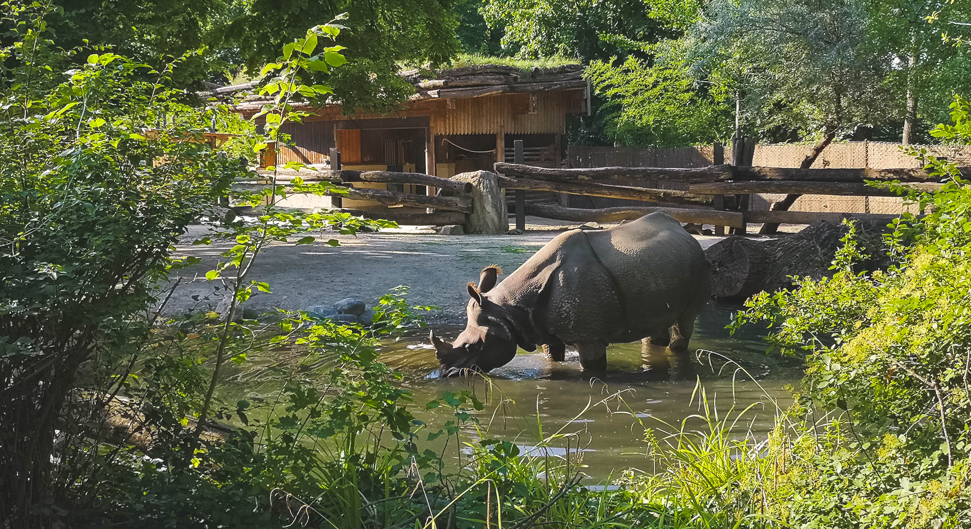 Rhinoceros in Schönbrunn Zoo, Vienna