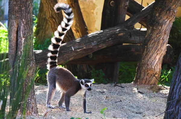 Ring-tail Lemur in Schönbrunn Zoo, Vienna