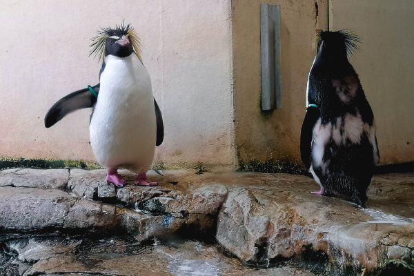 Two Rockhopper penguins in Schönbrunn Zoo, Vienna