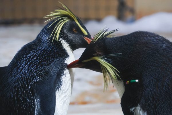 Two Rockhopper penguins grooming each other in Schönbrunn Zoo, Vienna