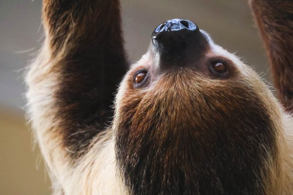 Close-up photo of Sloth in Schönbrunn Zoo, Vienna