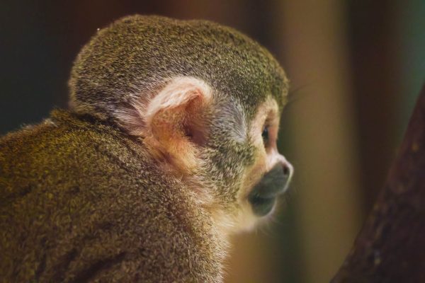 Squirrel Monkey close-up photo in Schönbrunn Zoo, Vienna 5