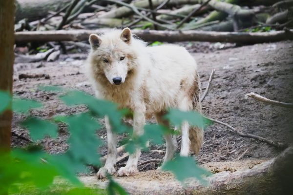 Arctic Wolf in Schönbrunn Zoo, Vienna