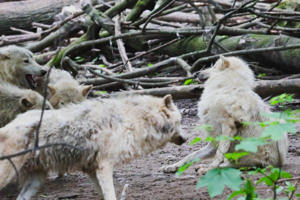 Band of Arctic Wolves in Schönbrunn Zoo, Vienna