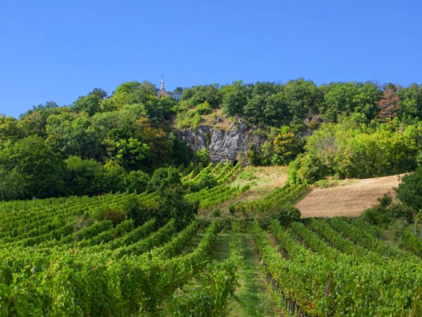 Vineyards by the Calvary Hill near Gumpoldskirchen. 