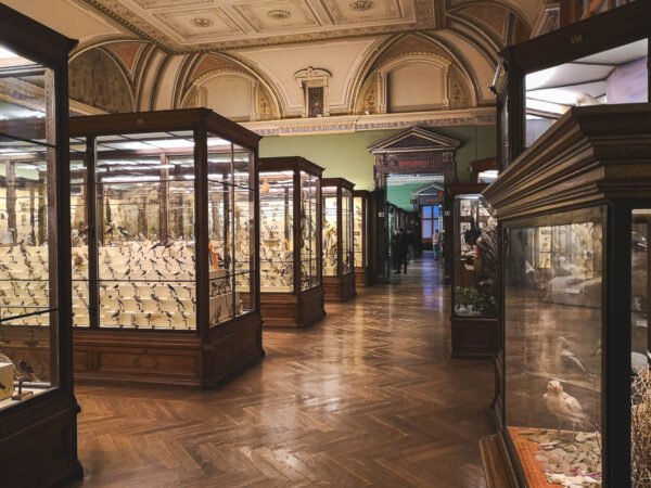 Halls 29-32 Bird Collection in Nature History Museum, Vienna