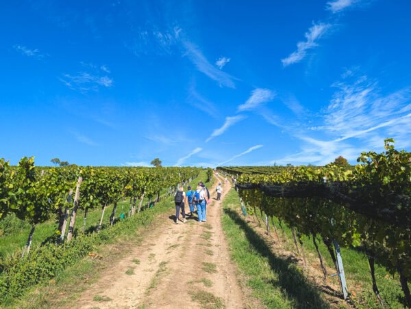 Climbing Nussdorfer wine hill, Vienna