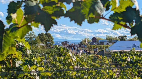 Genussmeile Thermenregion 2026 in the Wienerwald vineyards